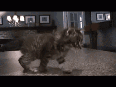 a cat that looks like a dinosaur is walking on a carpet in a living room