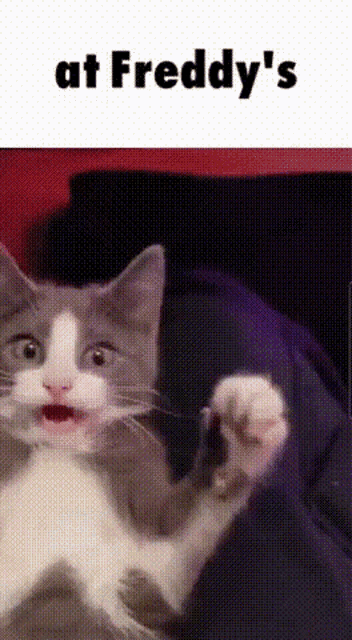 a cat is laying on a couch with its mouth open and the words at freddy 's above it .
