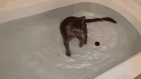 Can'T Hate The Water During Playtime  GIF - Cat Bath Water GIFs