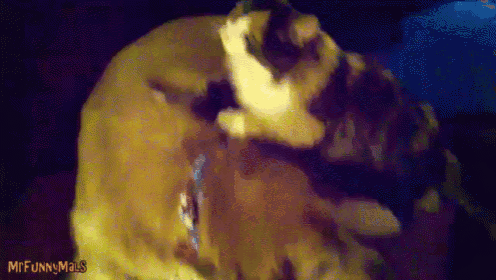 Kitty Massage  GIF - Kitty Massage Dog GIFs