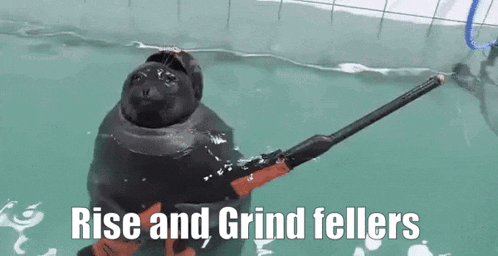 a seal is holding a stick in the water with the words `` rise and grind fellers '' written below it .