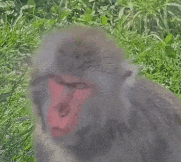 a close up of a monkey 's face in the grass looking at the camera .