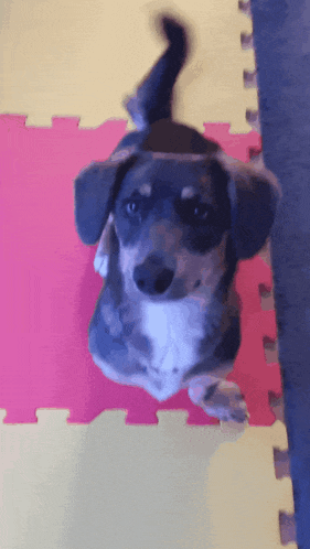 a dog is laying on a pink and yellow mat