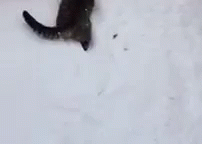 I'Ll Get You Snow GIF - Cat Snow Winter GIFs