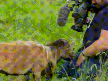 a man is kneeling down next to a goat in a field .