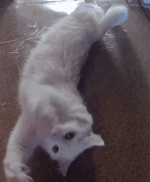 a white cat laying on its back on a tiled floor