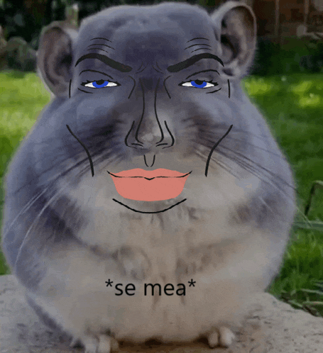 a chinchilla with a face drawn on it and the words * se mea * on the bottom