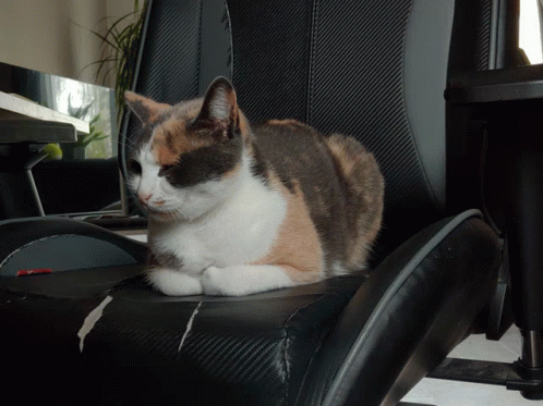 Leave Me Alone Cat GIF - Leave Me Alone Cat Kitty GIFs