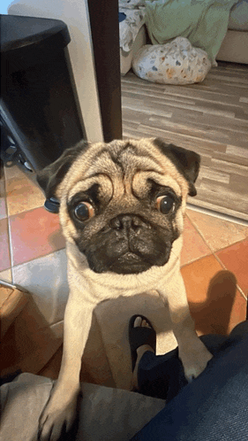 a pug dog is sitting on a person 's lap