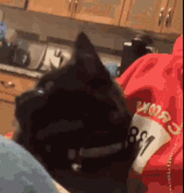 a black cat wearing a collar and a red shirt with the number 1881 on it