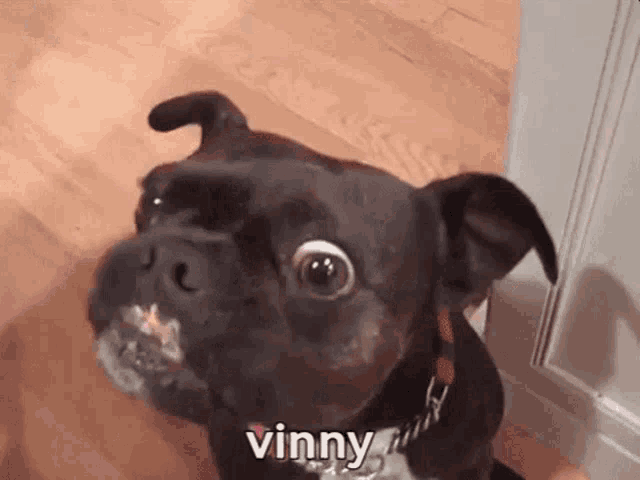 a close up of a dog with the name vinny on it