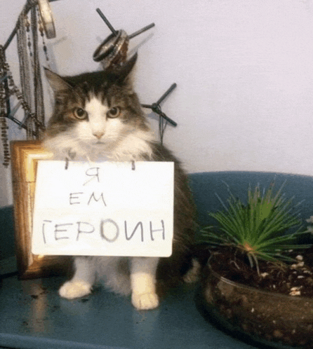 a cat holding a sign that says " я em героин " on it