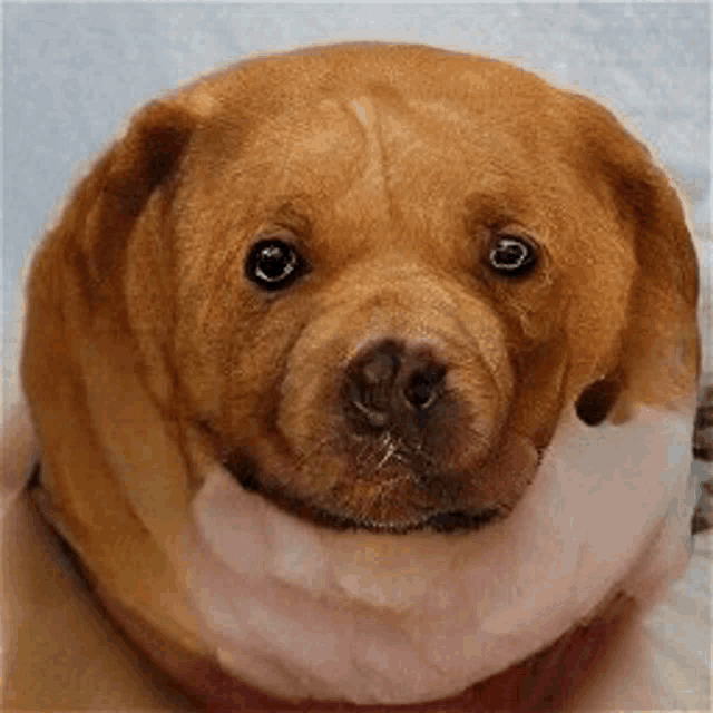 a brown dog with a white collar is looking at the camera with a sad look on his face .