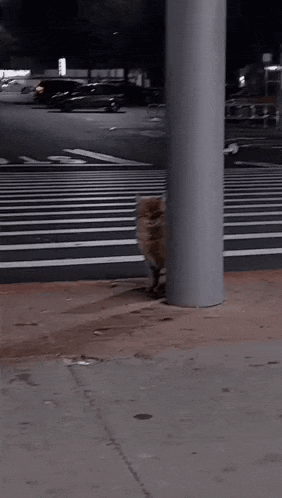 a cat is standing next to a pole on the side of a street .