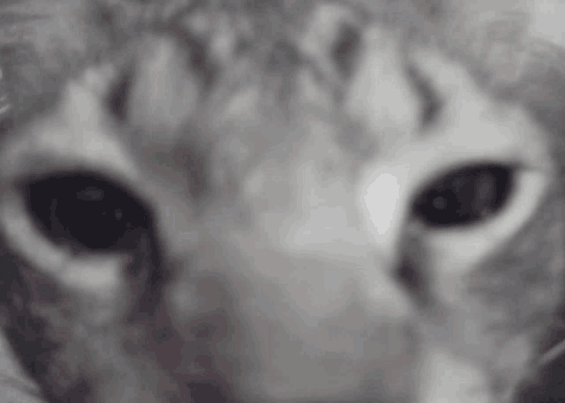 a close up of a cat 's eyes with a green pupil
