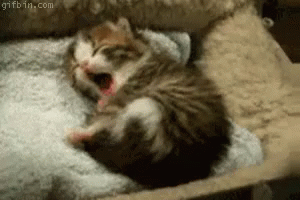 Cute Sleepy Kitten! GIF - Kitten Sleepy Yawn GIFs