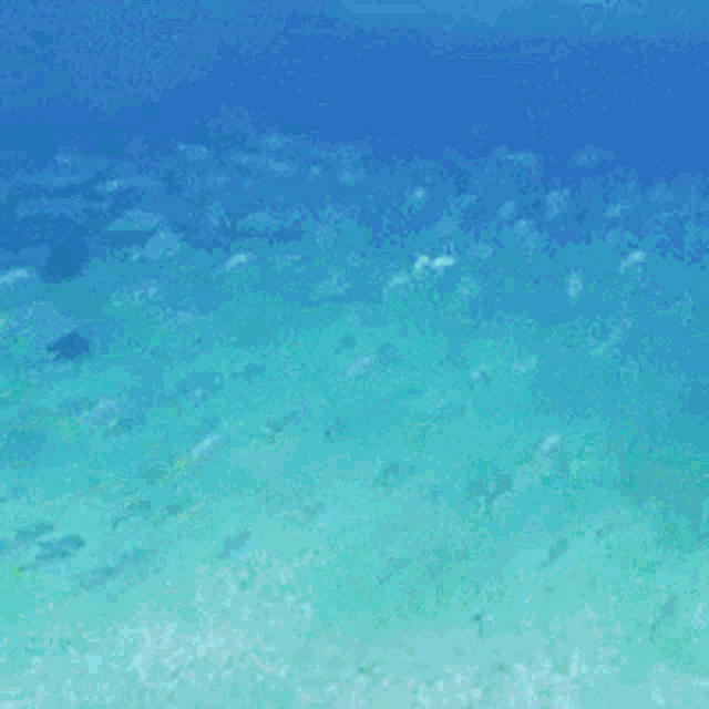 Fishes Searching GIF - Fishes Fish Searching GIFs