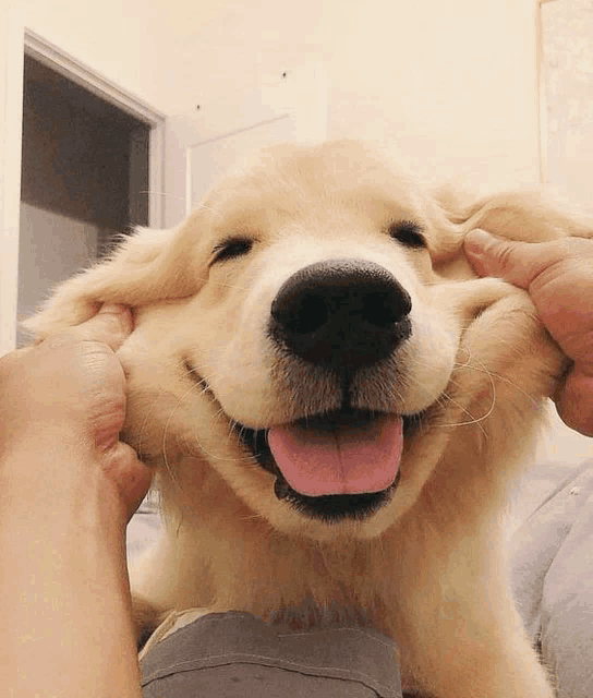 a person is petting a dog 's face with their hands