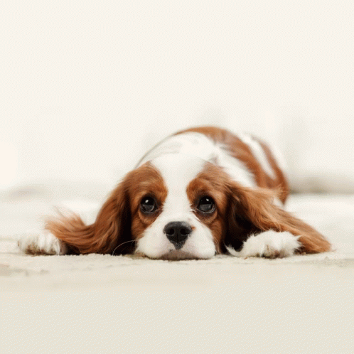 Cute Puppy GIF - Cute Puppy GIFs