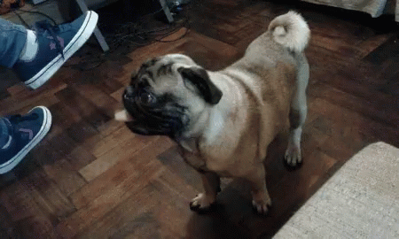 Pugs Which One GIF - Pugs Which One Tongue Out GIFs