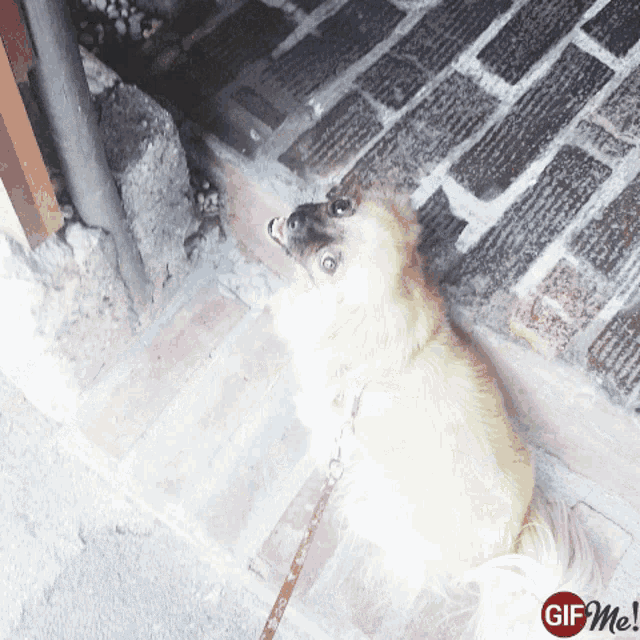 a dog on a leash is sitting on a brick sidewalk with a gif me logo on the bottom right