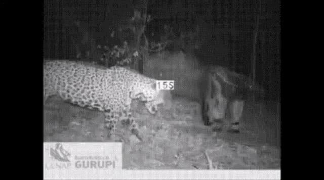 Anteater Leopard GIF - Anteater Leopard Fight GIFs