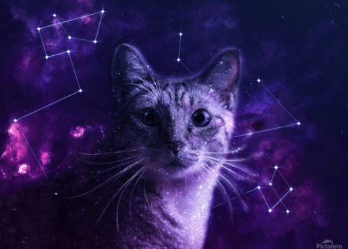 Galaxy Cat GIF - Galaxy Cat GIFs