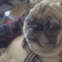 a close up of a pug dog wearing a striped harness looking at the camera .
