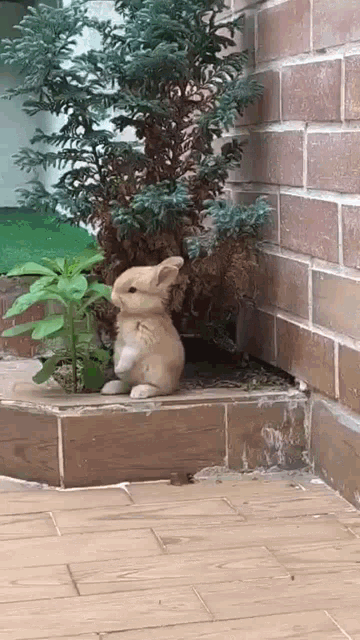 Bunny Cute GIF - Bunny Cute Eating GIFs