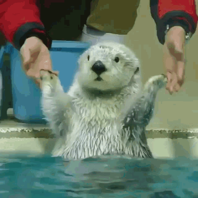 Otter Cute Animal GIF - Otter Cute Animal Happy GIFs