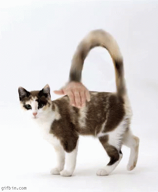 Cat Lol GIF - Cat Lol Omg GIFs