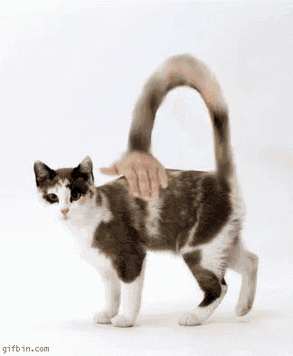 a brown and white cat is being petted by a person 's hand .