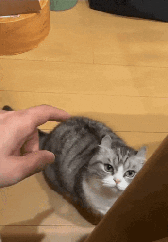 a person is petting a cat on the floor while it looks at the camera