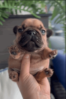 Cute Dog GIF - Cute Dog Fatty Dog GIFs