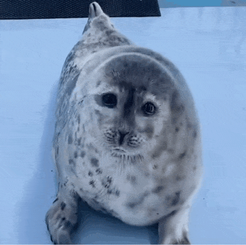 Seal Nodding GIF - Seal Nodding Nod GIFs