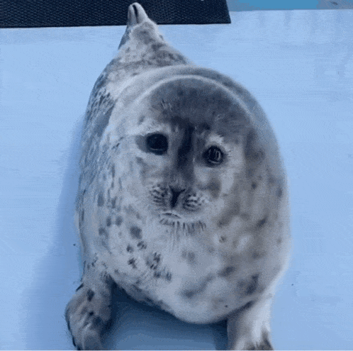 a seal is laying on its back on a white surface