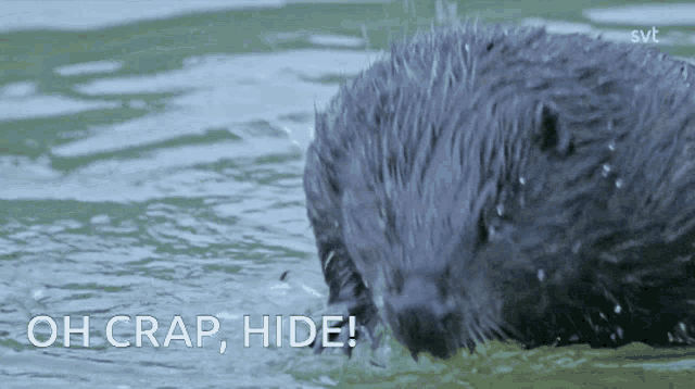 Beaver Oh Crap GIF - Beaver Oh Crap Hide GIFs