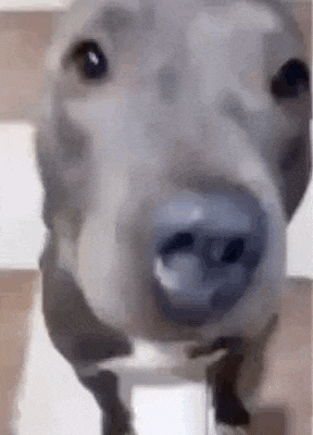 a close up of a dog 's face with a very large nose .