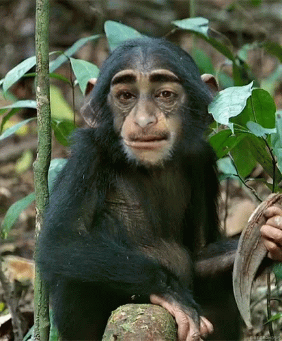 Monkey Monkeys GIF - Monkey Monkeys Bandar GIFs