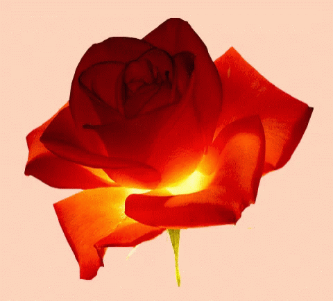 Fnkgif Digital Art GIF - Fnkgif Digital Art Flower4u GIFs
