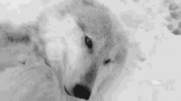 a black and white photo of two wolves standing in the snow .