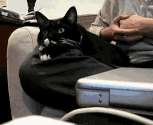 a black and white cat sitting on a couch next to a laptop