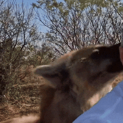 a close up of a dog licking a person 's arm