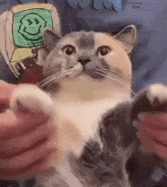 a person is petting a cat with a smiley face on its shirt .