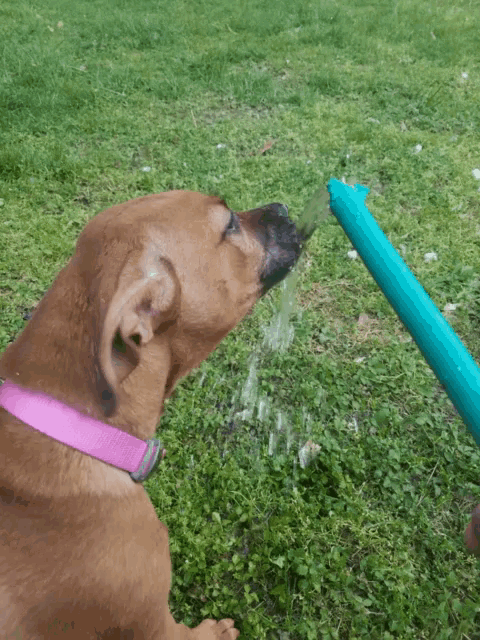 a brown dog with a pink collar is drinking water from a blue object