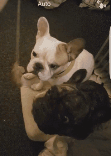 two french bulldogs are looking at each other and the word auto is on the bottom