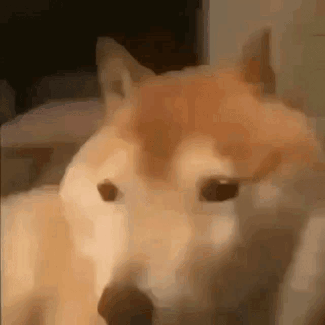a close up of a dog 's face with a blurred background .
