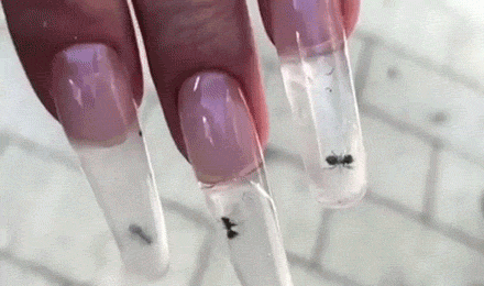 a close up of a person 's nails with ants on them