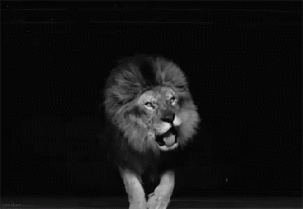 Roar GIF - Lion Roar Strong GIFs