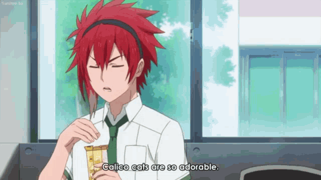 a boy with red hair is eating a snack and says galico cats are so adorable .